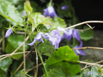 Campanula