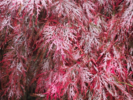 Acer