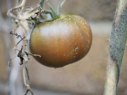 Tomato