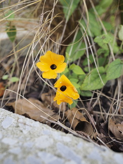 Black Eyed Susan