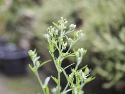 Canadian fleabane