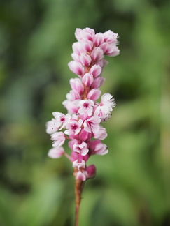 Persicaria