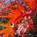 Japanese maple