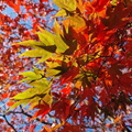 Japanese maple