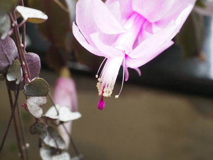 Christmas cactus
