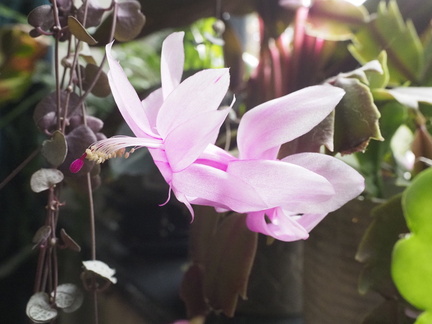 Christmas cactus