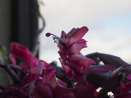 Christmas cactus
