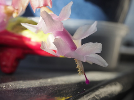 Christmas cactus
