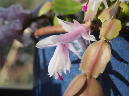 Christmas cactus