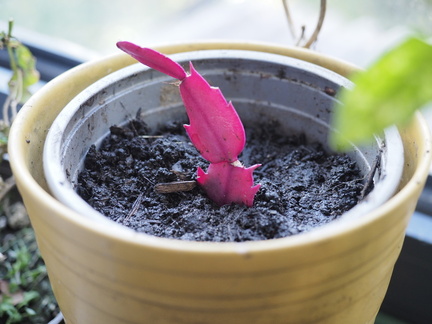 Christmas cactus