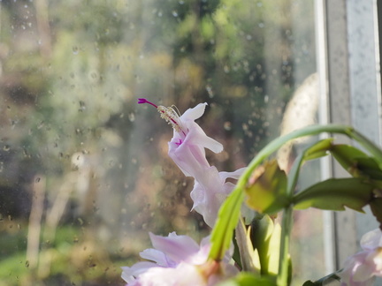 Christmas cactus