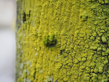 Moss and lichen