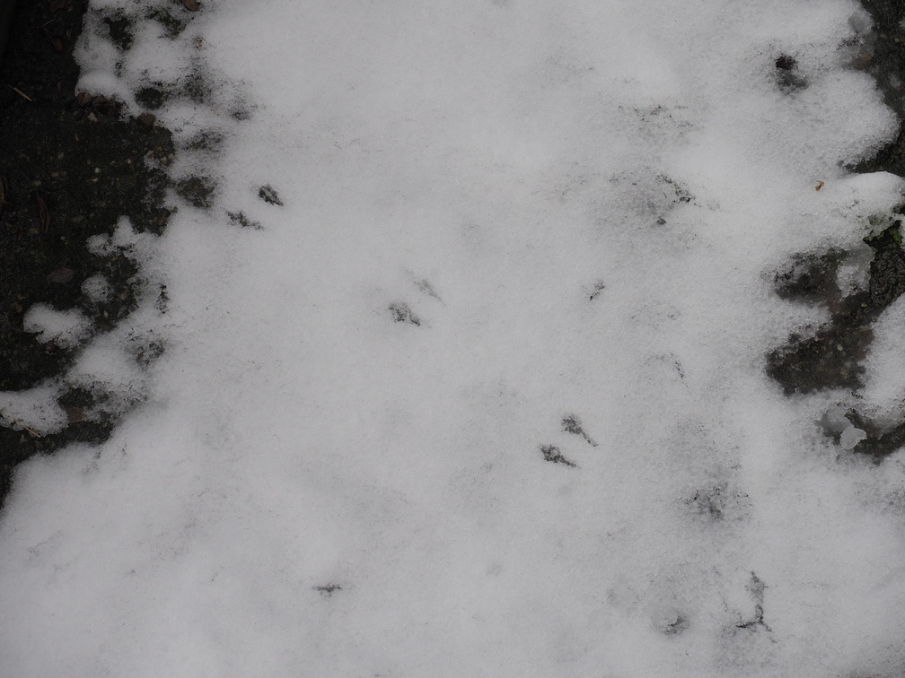Bird footprints