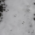 Bird footprints