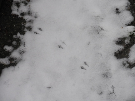 Bird footprints
