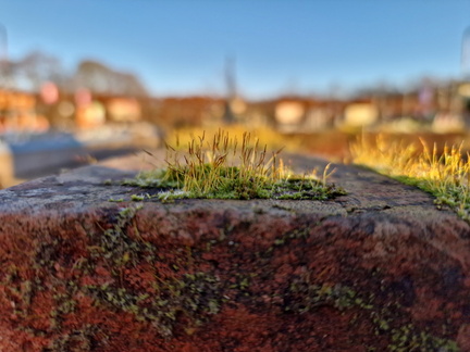 Moss