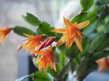 Easter cactus