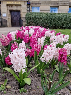 Hyacinths