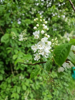 Some flower