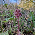 Petasites hybridus