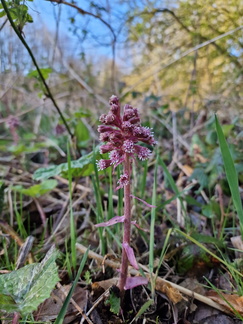 Petasites hybridus