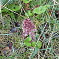 Petasites hybridus