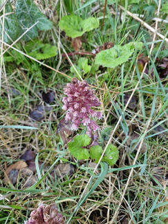 Petasites hybridus