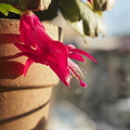 Easter cactii