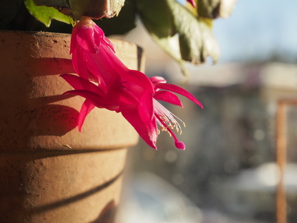 Easter cactii