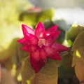 Easter cactii