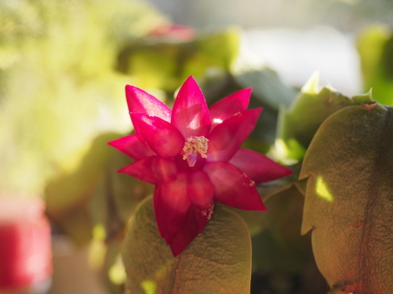 Easter cactii