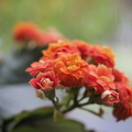 Kalanchoe