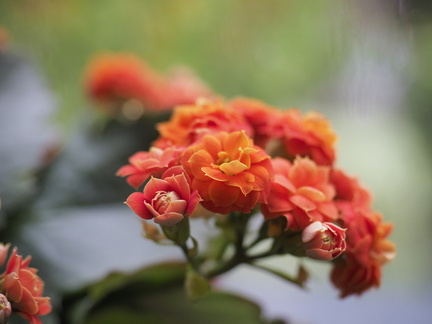 Kalanchoe