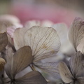 Hydrangea