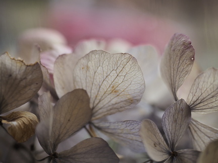 Hydrangea