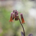 Kalanchoe