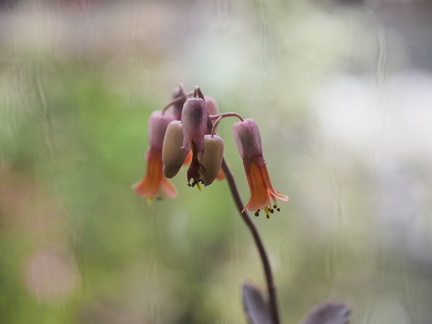 Kalanchoe