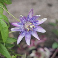 Passionflower