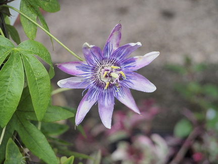 Passionflower