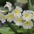 Primula