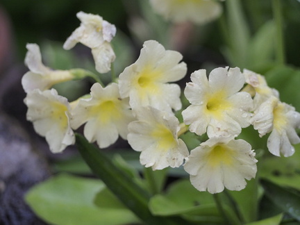 Primula