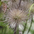 Pulsatilla