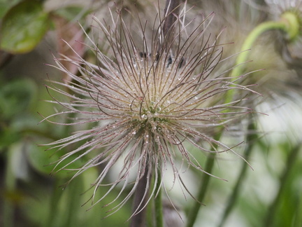 Pulsatilla