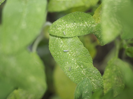 Eupteryx decemnotata on sage