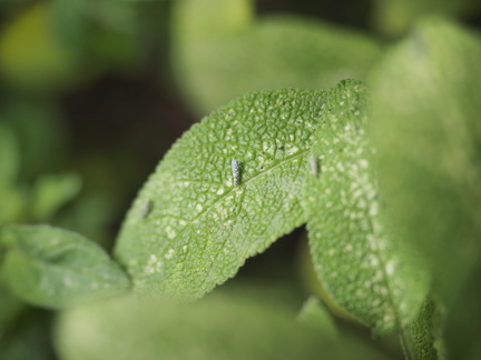 Eupteryx decemnotata on sage