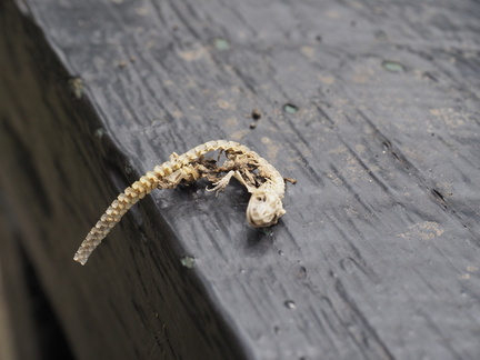 Newt skeleton
