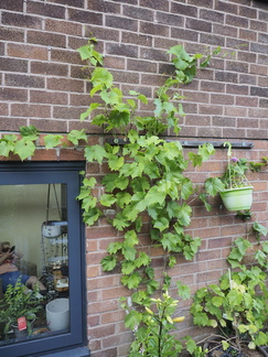 Grape "Marechal Foch"