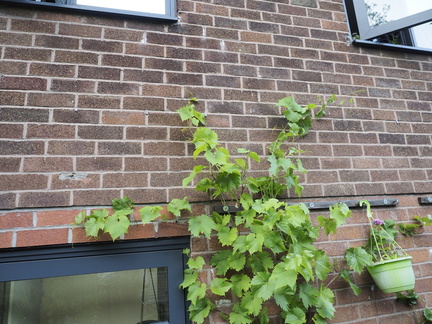 Grape "Marechal Foch"