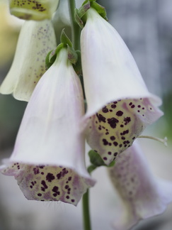Foxglove