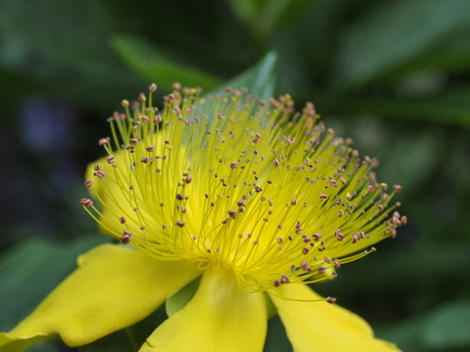 Hypericum
